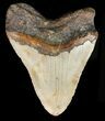 Large, Megalodon Tooth - North Carolina #47201-2